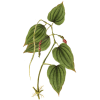 Huile essentielle Poivre Noir bio (Piper nigrum)