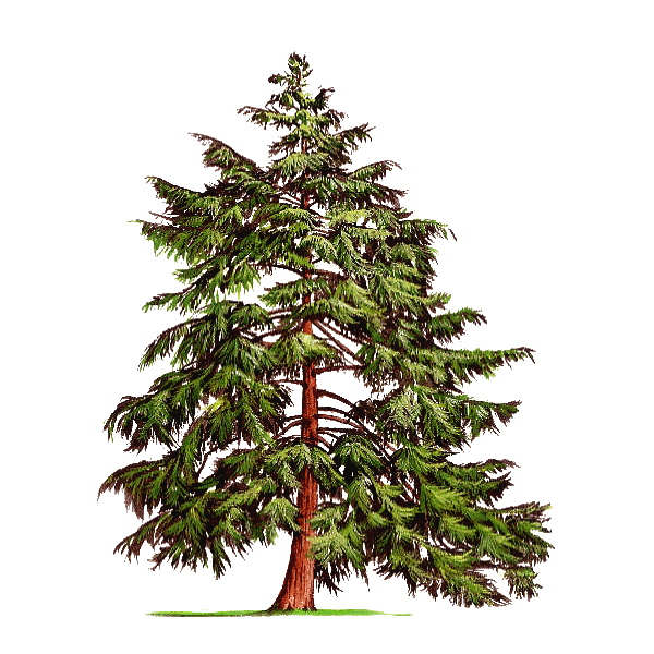 Huile essentielle Pruche bio (Tsuga canadensis)