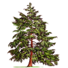 Huile essentielle Pruche bio (Tsuga canadensis)