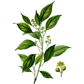 Huile essentielle Ravintsara bio (Cinnamomum camphora)
