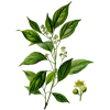 Huile essentielle Ravintsara bio (Cinnamomum camphora)