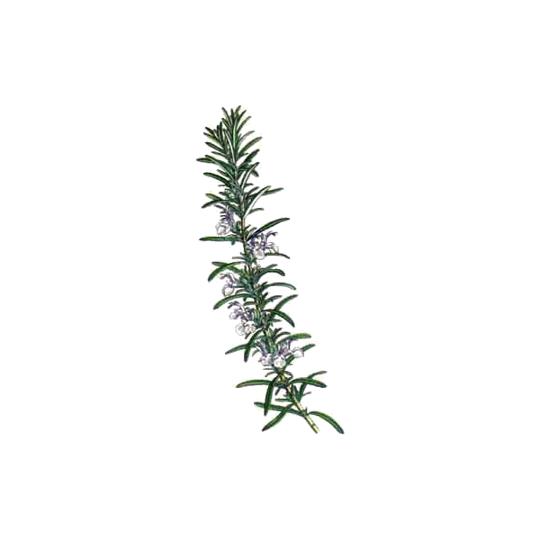 Huile essentielle Romarin à verbénone bio (Rosmarinus officinalis)