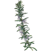 Huile essentielle Romarin à verbénone bio (Rosmarinus officinalis)