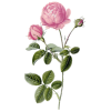 Huile essentielle Rose de Damas (Rosa X damascena)