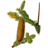 Huile essentielle Sapin Baumier bio (Abies balsamea)