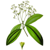 Huile essentielle Saro Mandravasarotra bio (Cinnamosma fragans)