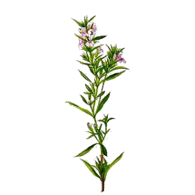 Huile essentielle Sarriette des montagnes bio (Satureja montana)