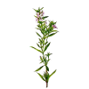 Huile essentielle Sarriette des montagnes bio (Satureja montana)