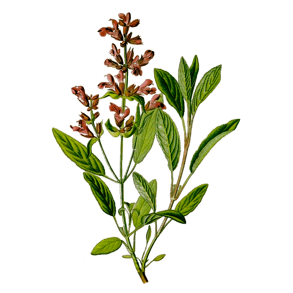 Huile essentielle Sauge Sclarée bio (Salvia sclarea)