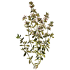 Huile essentielle Thym à Paracymène bio (Thymus vulgaris paracymeniferum)