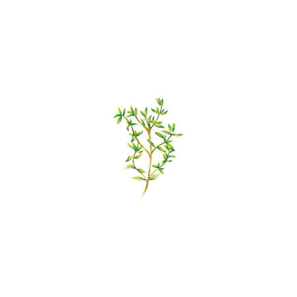 Huile essentielle Thym Saturéoide à bornéol bio (Thymus satureioides)
