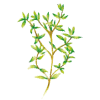 Huile essentielle Thym Saturéoide à bornéol bio (Thymus satureioides)