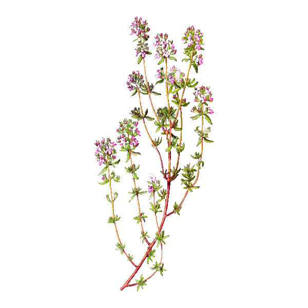 Huile essentielle Thym Thujanol Bio (Thymus vulgaris)