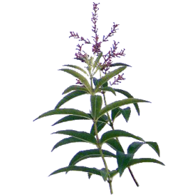 Huile essentielle Verveine Odorante bio (Lippia citriodora Kunte)