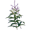 Huile essentielle Verveine Odorante bio (Lippia citriodora Kunte)