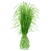 Huile essentielle Vétiver Bio (Vetiveria zizanioides)
