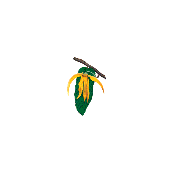 Huile essentielle Ylang-Ylang 3ème bio (Cananga odorata Hook)