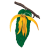 Huile essentielle Ylang-Ylang 3ème bio (Cananga odorata Hook)