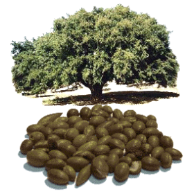 Huile végétale Argan Maroc Vierge Bio - ABC de la Nature : cosmétique bio