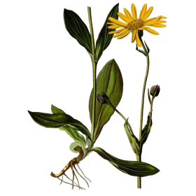 Huile végétale Arnica Montana en macérat Bio*