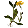 Huile végétale Arnica Montana en macérat Bio*
