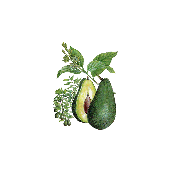 Huile végétale Vierge d'Avocat Bio*