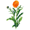 Huile végétale de Calendula en macérat Bio*