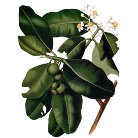 Huile végétale de Calophylle Vierge Bio*