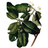 Huile végétale de Calophylle Vierge Bio*