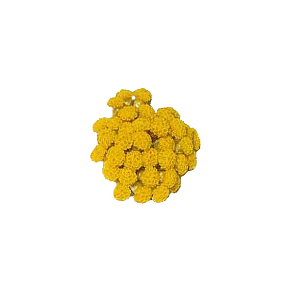 Huile végétale Helichryse ou Immortelle macérat Bio*
