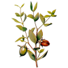 Huile végétale vierge de Jojoba Bio*