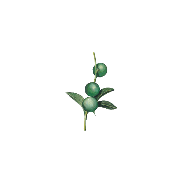 Huile végétale vierge de Macadamia Bio*
