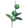 Huile végétale vierge de Macadamia Bio*