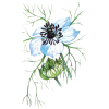 Huile végétale vierge de Nigelle Bio (cumin noir)*