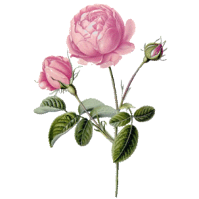 Huile végétale Vierge Rose Musquée du Chili Bio*
