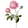 Huile végétale Vierge Rose Musquée du Chili Bio*