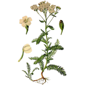 Hydrolat Achillée Millefeuillle Bio*