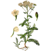 Hydrolat Achillée Millefeuillle Bio*