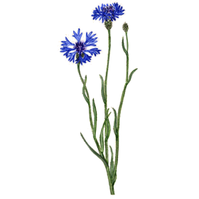 Hydrolat de fleurs de Bleuet bio*