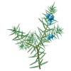 Hydrolat de Genévrier Bio - ABC de la Nature : Hydrolats Biologiques