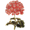 Hydrolat de Géranium Bourbon Bio