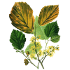 Hydrolat Hamamélis virginiana Bio