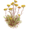 Hydrolat Helichryse Italienne Bio (Immortelle)