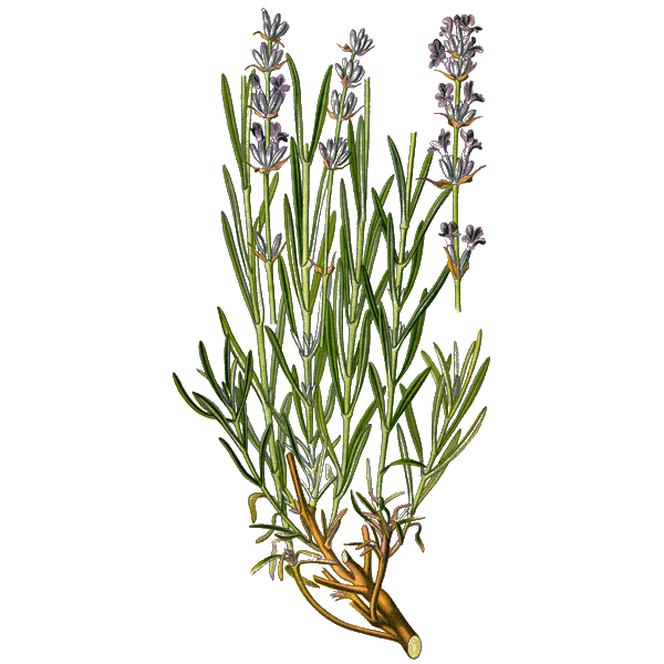 Hydrolat de Lavande Officinale Bio