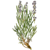 Hydrolat de Lavande Officinale Bio