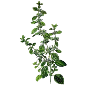 Hydrolat de Mélisse officinale Bio
