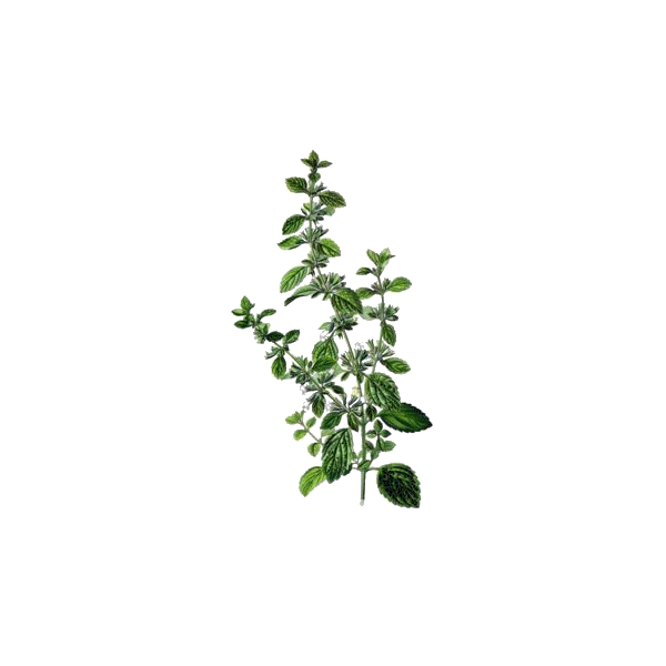 Hydrolat de Mélisse officinale Bio