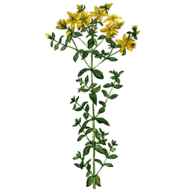 Hydrolat de Millepertuis Bio