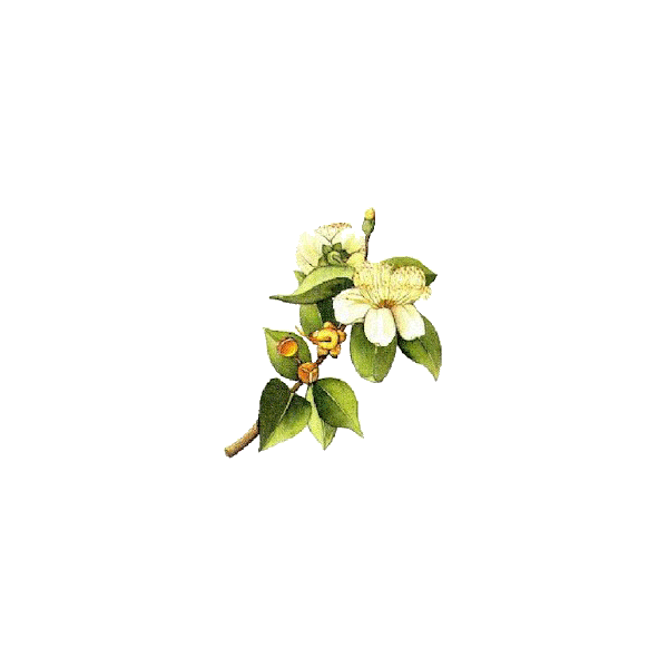 Hydrolat de Myrte Verte Bio