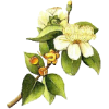 Hydrolat de Myrte Verte Bio